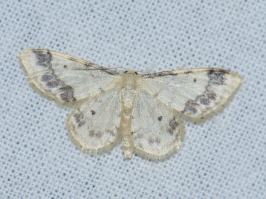 Idaea trigeminata - csúcsfoltos apróaraszoló