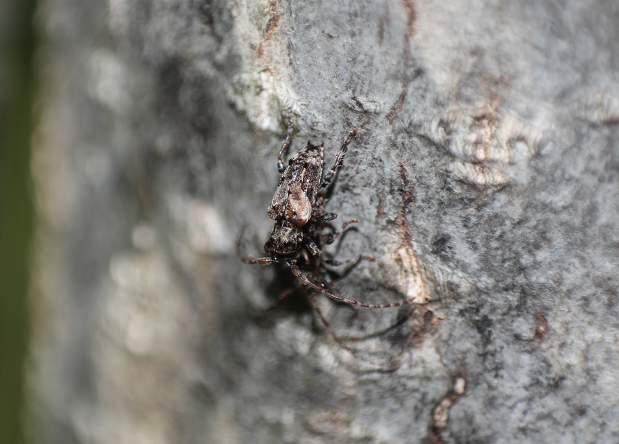 Pogonocherus hispidus - kéttövises ecsetcincér