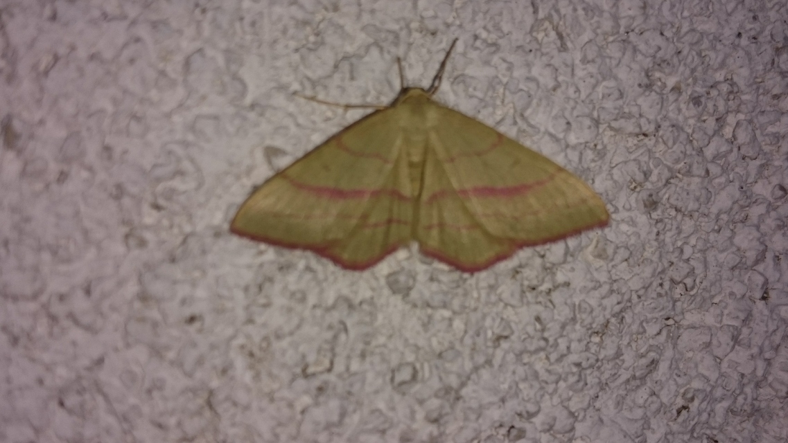 Rhodostrophia vibicaria - pirosszélű araszoló
