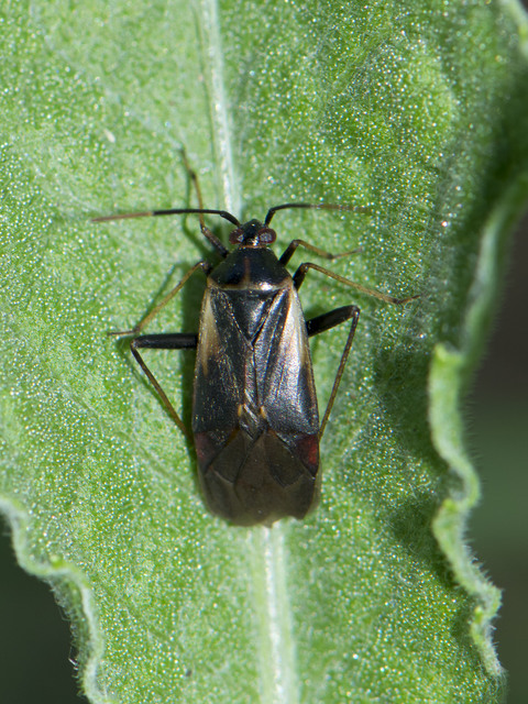Adelphocoris seticornis - szegélyes mezeipoloska