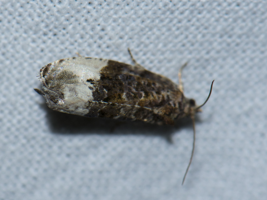 Olethreutinae