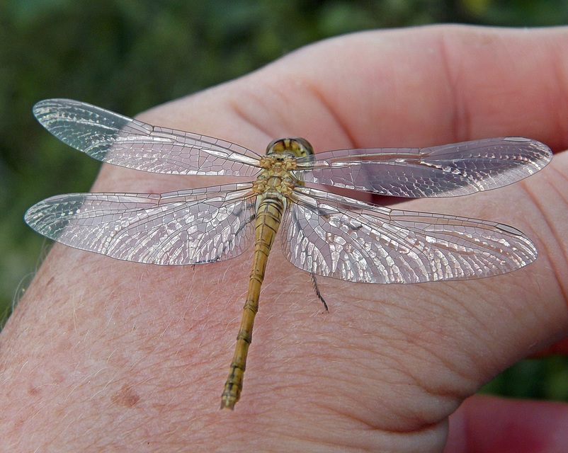 Sympetrum vulgatum - barkós katona-szitakötő