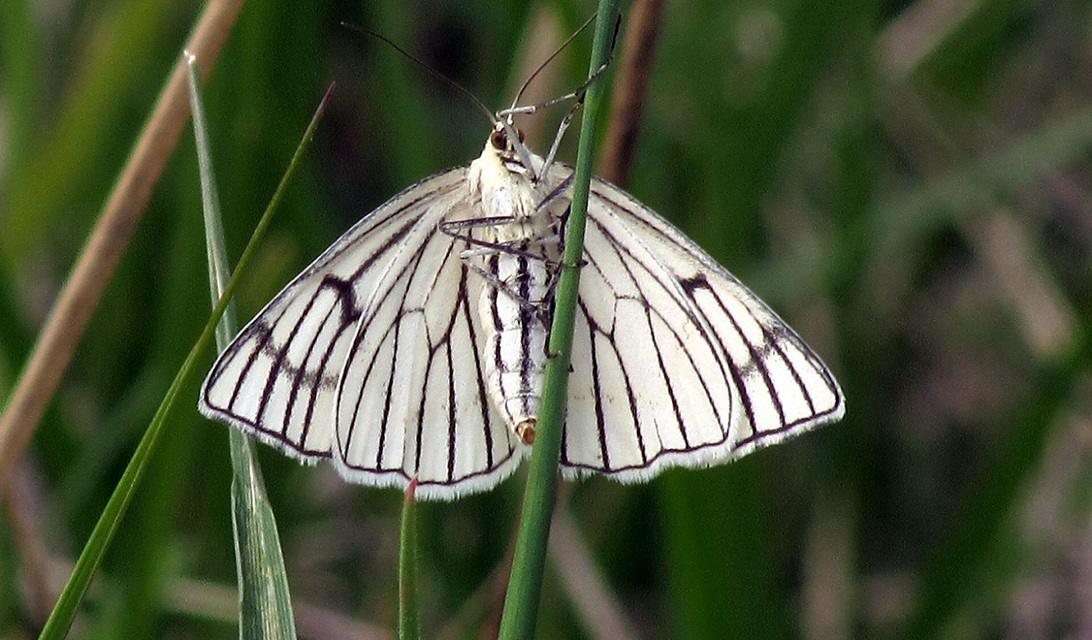 Siona lineata - vonalas fehéraraszoló