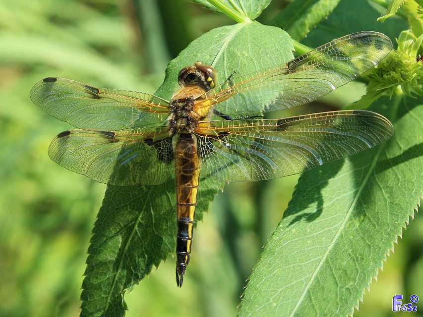 Libellula quadrimaculata - négyfoltos laposacsa