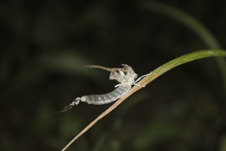 Palingenia longicauda - tiszavirág
