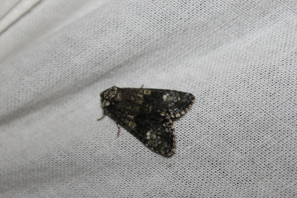 Craniophora ligustri - fagyalbagoly