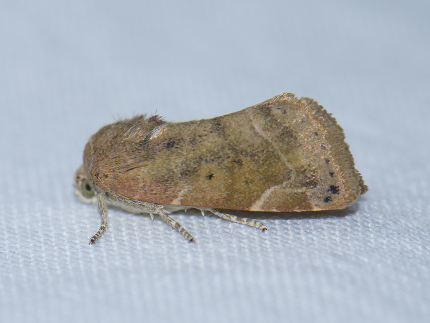 Cosmia affinis - barna lombbagoly