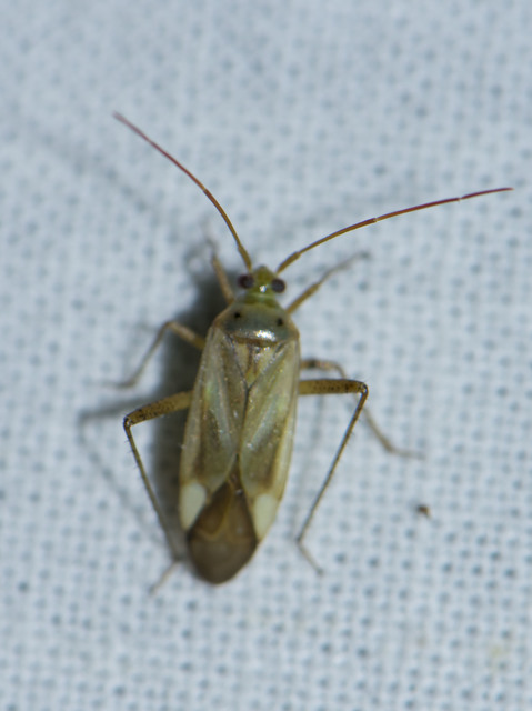 Adelphocoris lineolatus - lucernapoloska