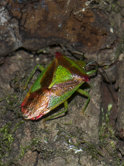 Acanthosoma haemorrhoidale - nagy dajkapoloska Acanthosoma haemorrhoidale - nagy dajkapoloska