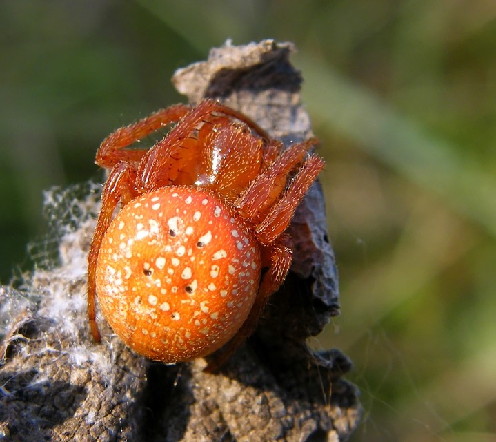 Araneus alsine - hűsölő keresztespók