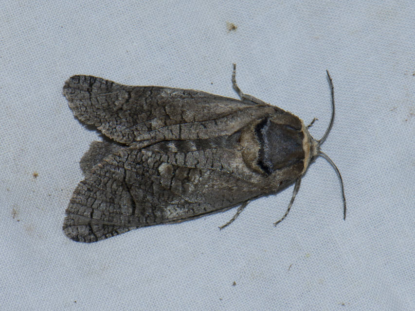 Cossus cossus - fűzfarontólepke