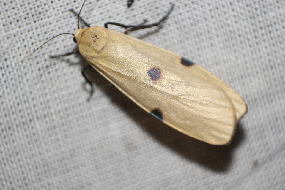 Lithosia quadra - négypettyes zuzmószövő