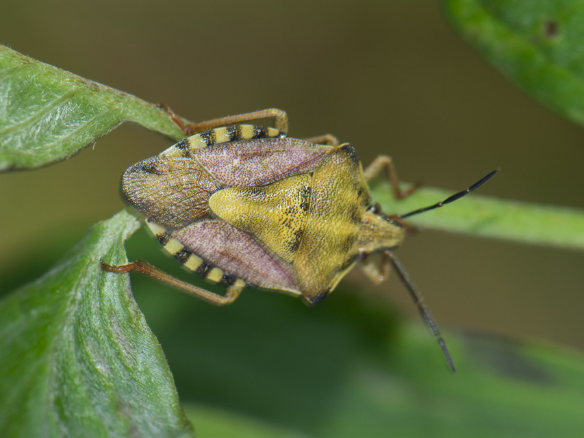 Carpocoris Carpocoris