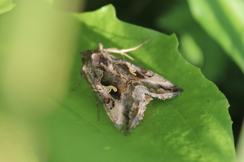 Autographa gamma - gammalepke