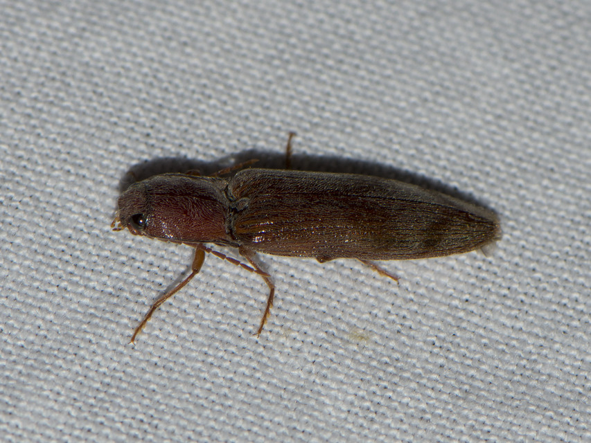 Stenagostus rhombeus - rombusznyakú pattanó