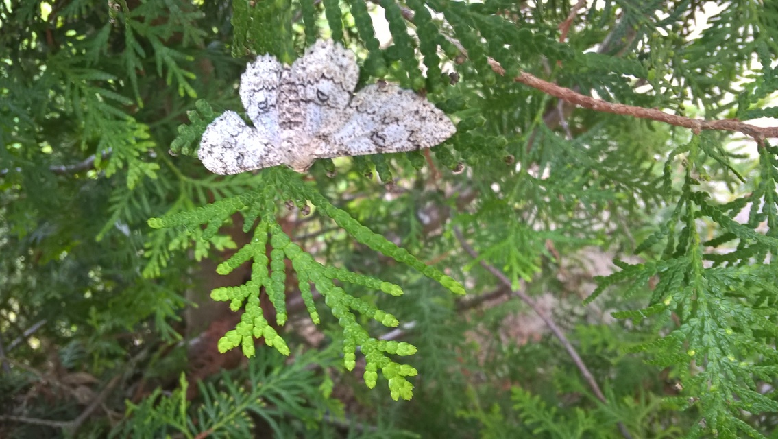 Ascotis selenaria - holdas faaraszoló