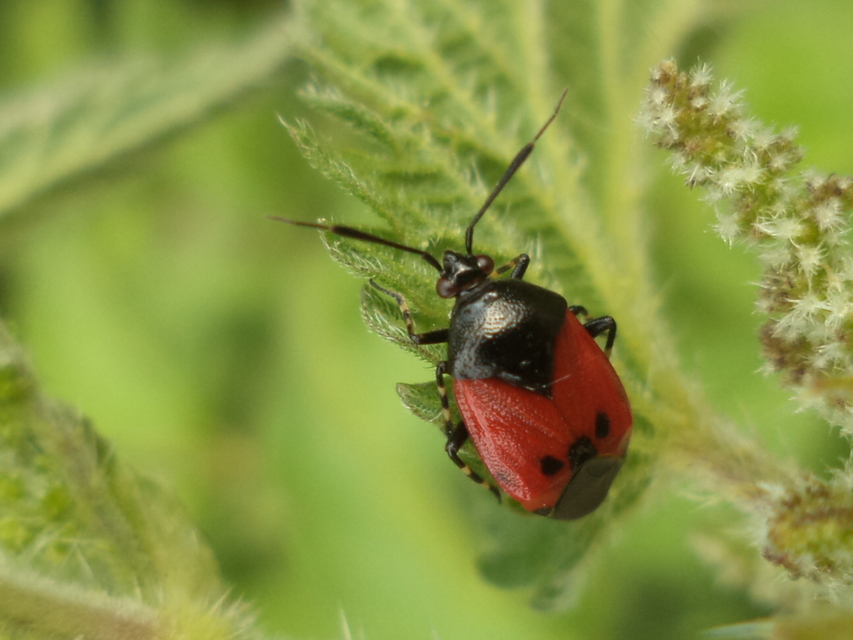 Deraeocoris rutilus - cinóber mezeipoloska