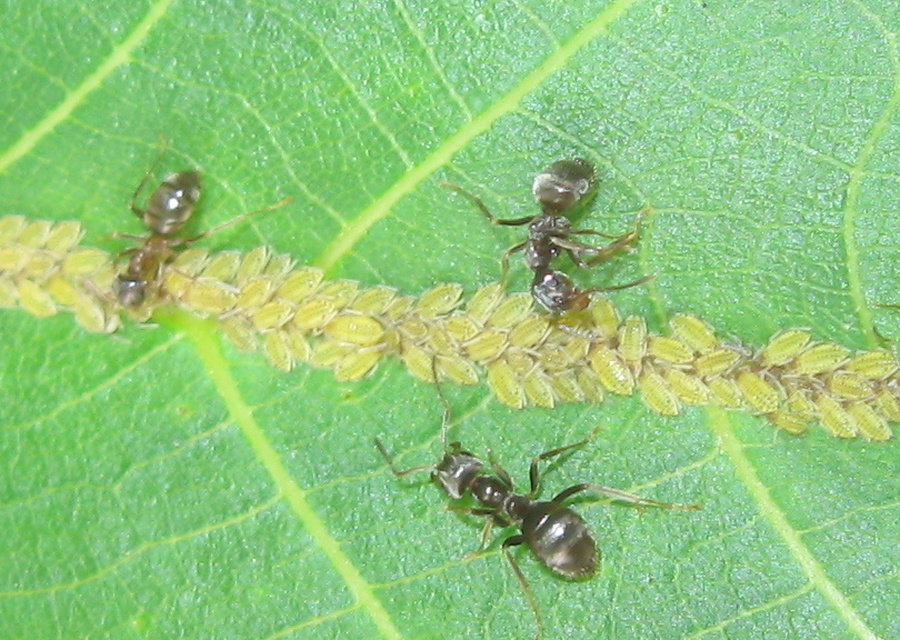Panaphis juglandis