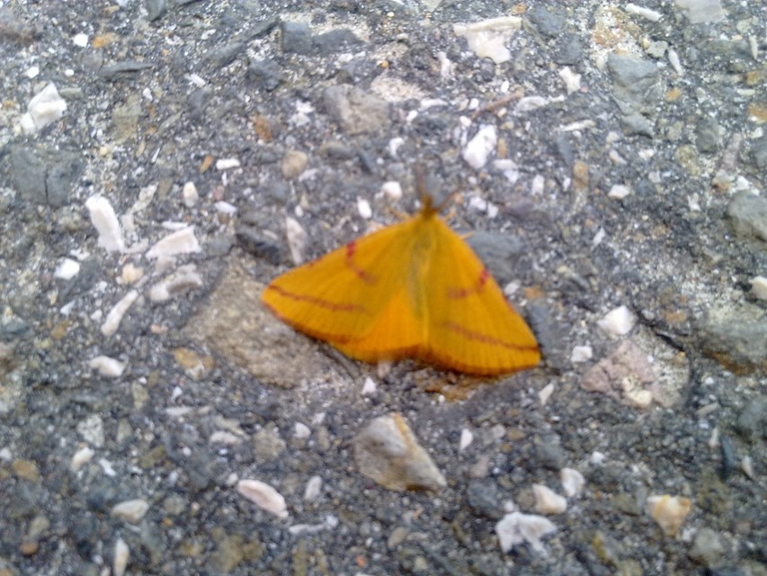 Lythria purpuraria - bíborsávos araszoló