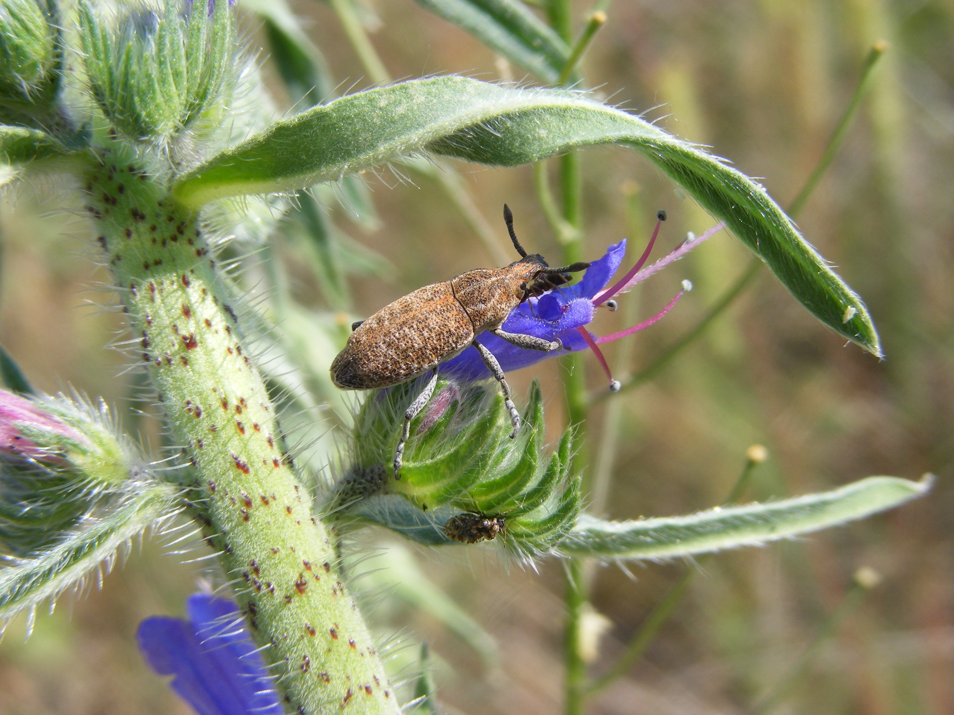 Rhabdorrhynchus echii - kígyósziszbarkó