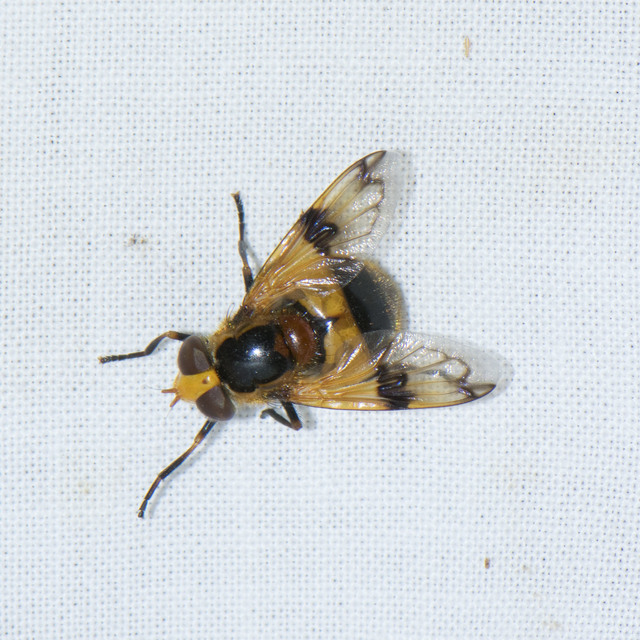 Volucella inflata - kis pihelégy Volucella inflata - kis pihelégy