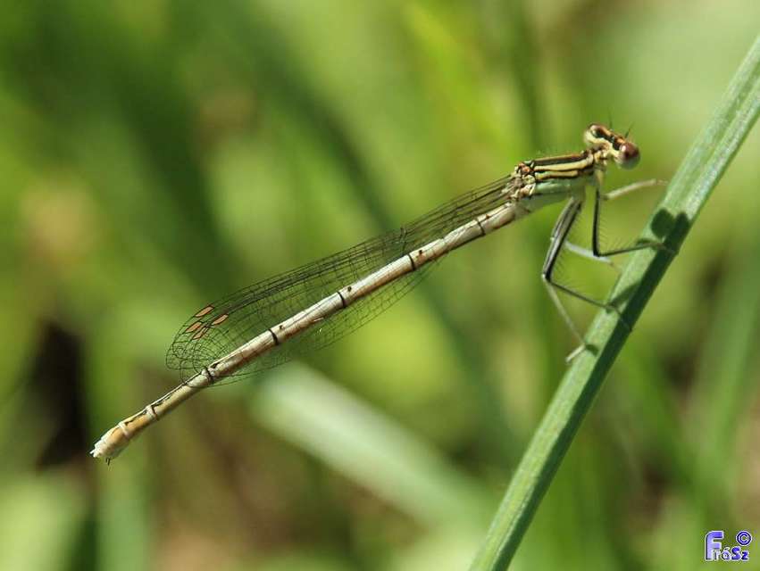 Platycnemis pennipes - széleslábú szitakötő