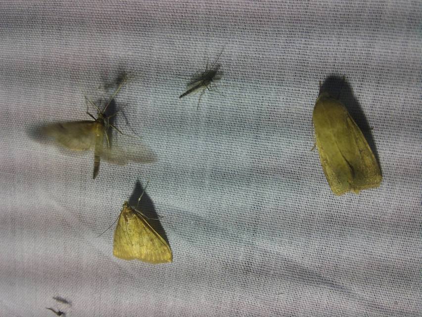 Helicoverpa armigera - kukorica-veteménybagoly