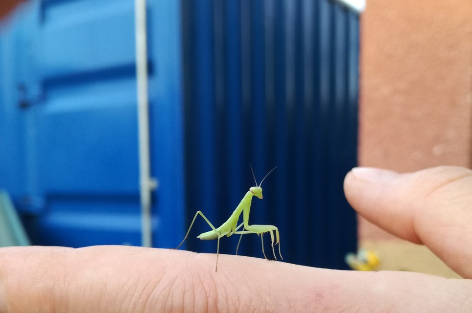 Mantis religiosa - imádkozósáska
