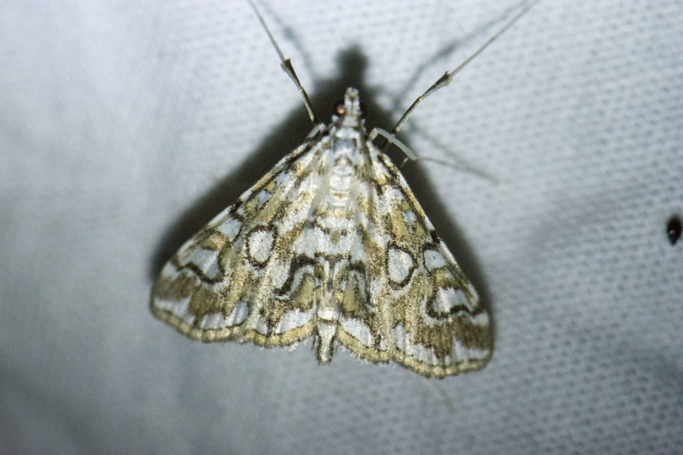 Elophila nymphaeata - tarka vízimoly
