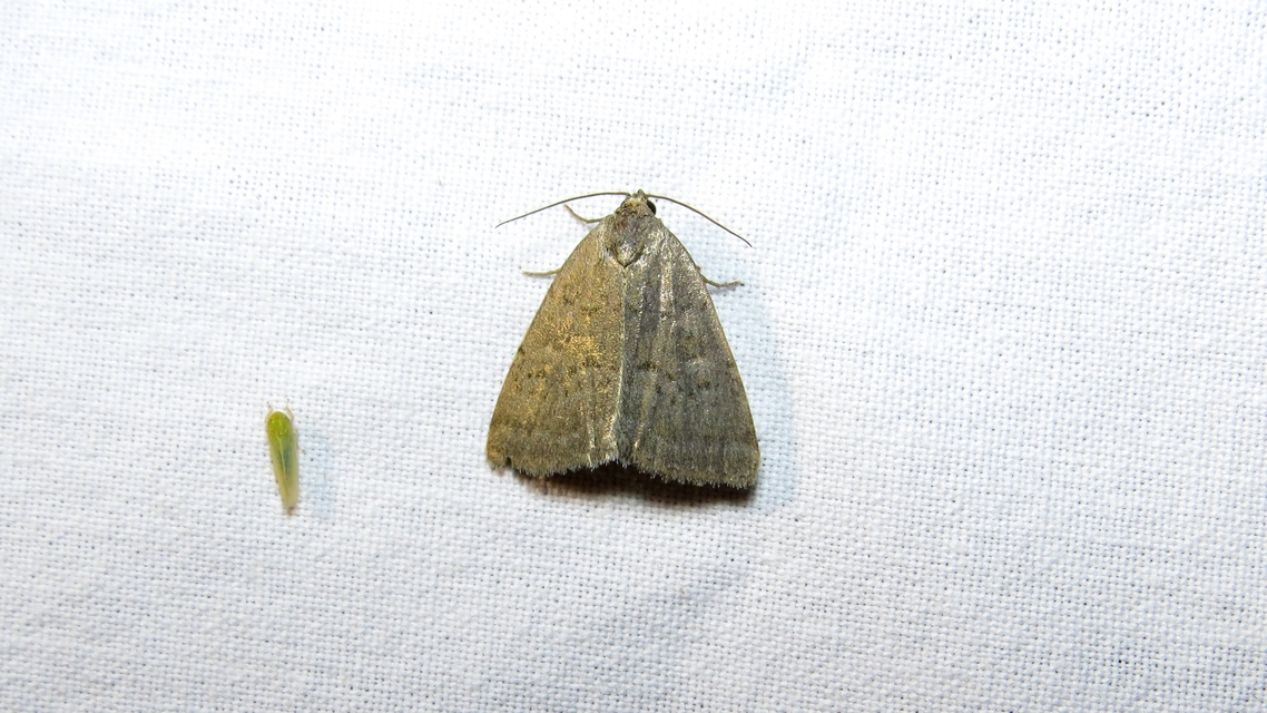 Acosmetia caliginosa - imolabagoly