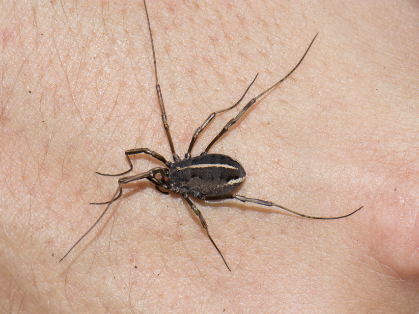 Zachaeus crista