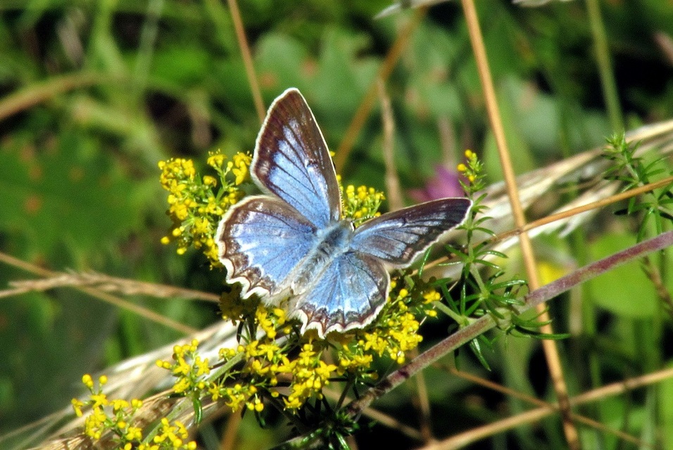 Polyommatus daphnis - csipkés boglárka