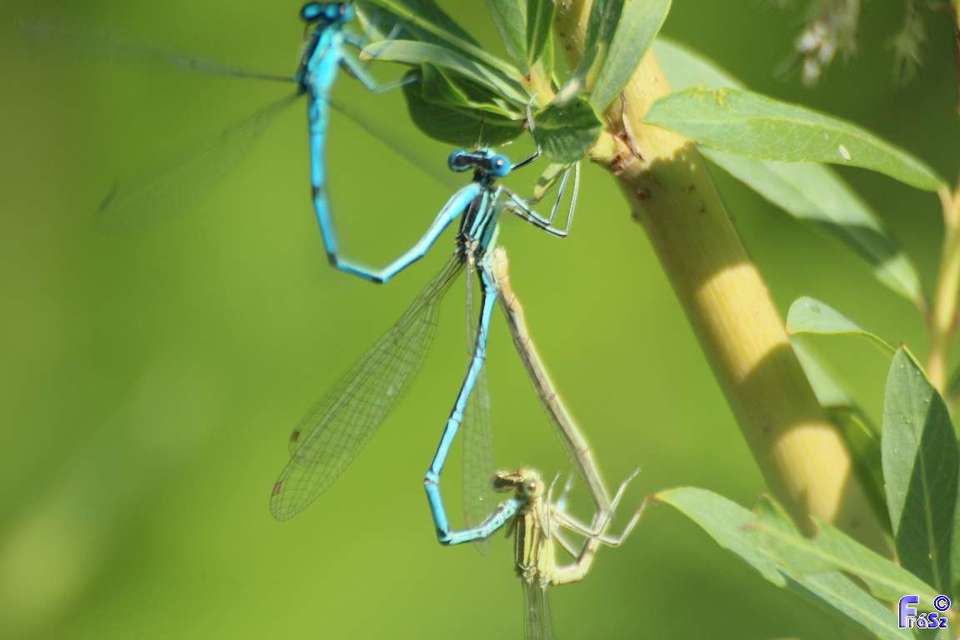 Platycnemis pennipes - széleslábú szitakötő