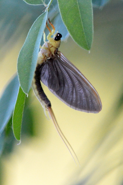 Palingenia longicauda - tiszavirág
