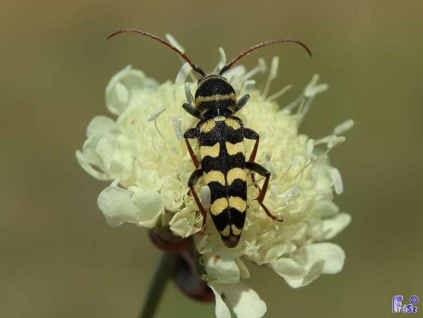 Echinocerus floralis - lucerna-darázscincér