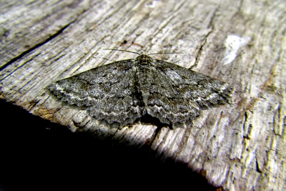 Ectropis crepuscularia - avararaszoló