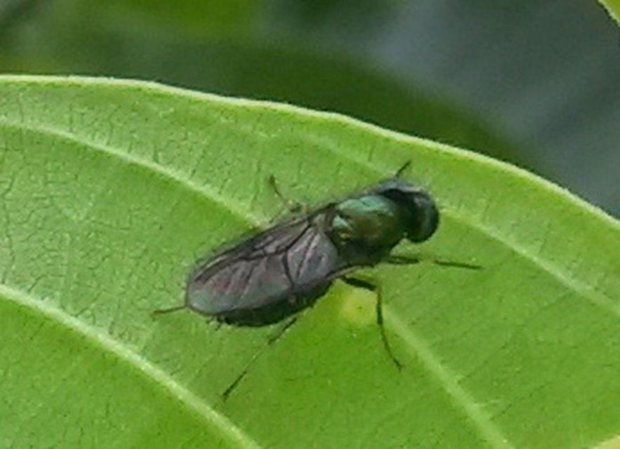 Chloromyia Chloromyia