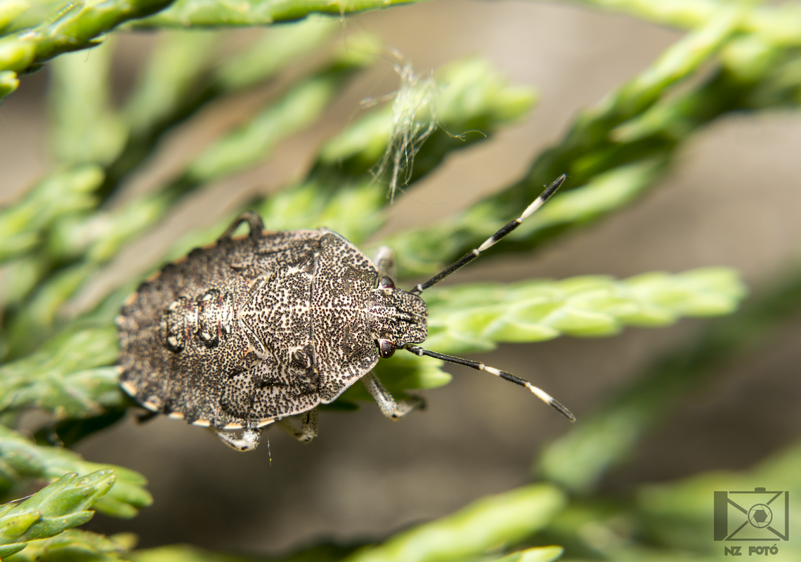 bencepoloska (Rhaphigaster nebulosa) lárva