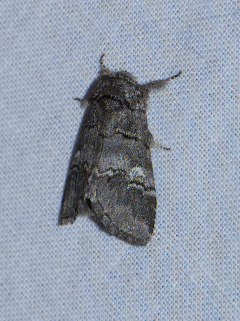Drymonia querna - tölgyfa-púposszövő