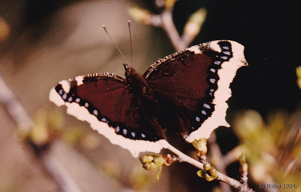 Nymphalis antiopa - gyászlepke