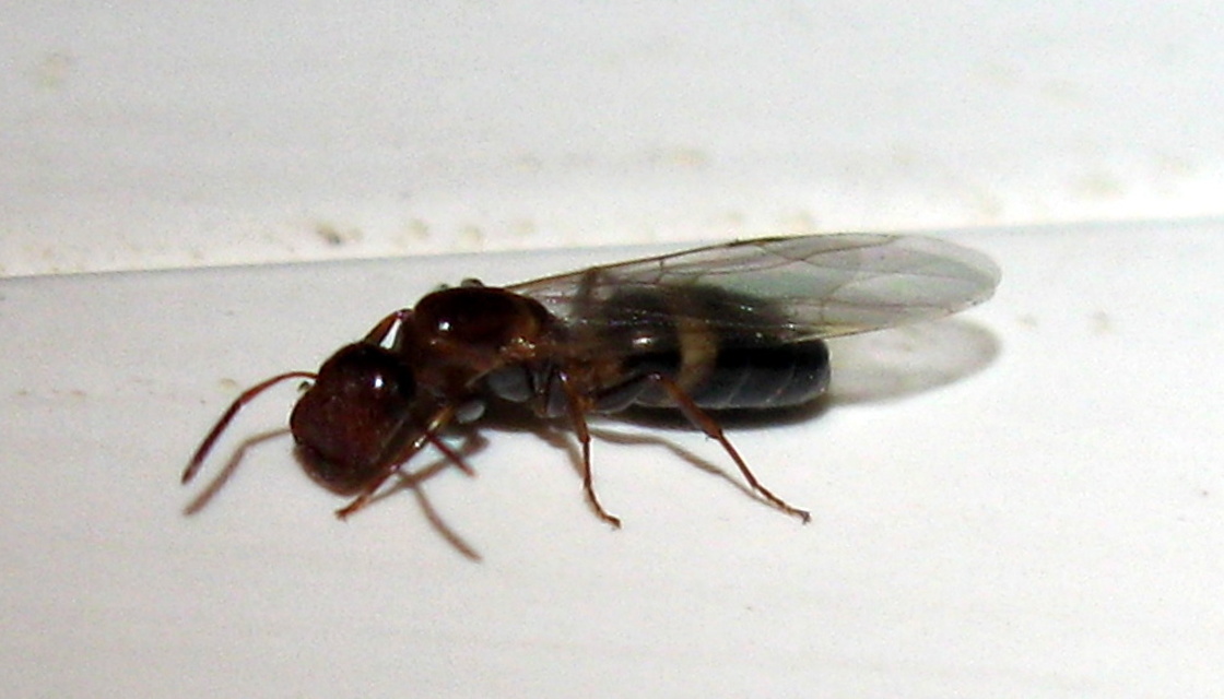 Colobopsis truncata - kapushangya