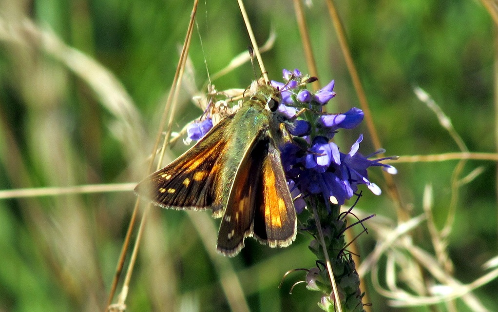 Hesperia comma - vesszős busalepke