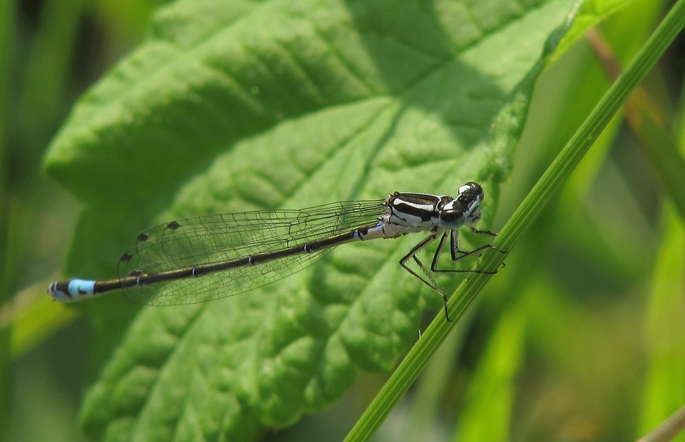 Coenagrion pulchellum - karcsú légivadász