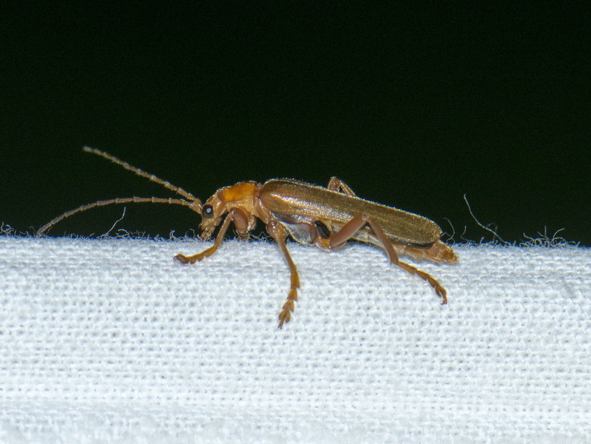Cantharidae - lágybogárfélék