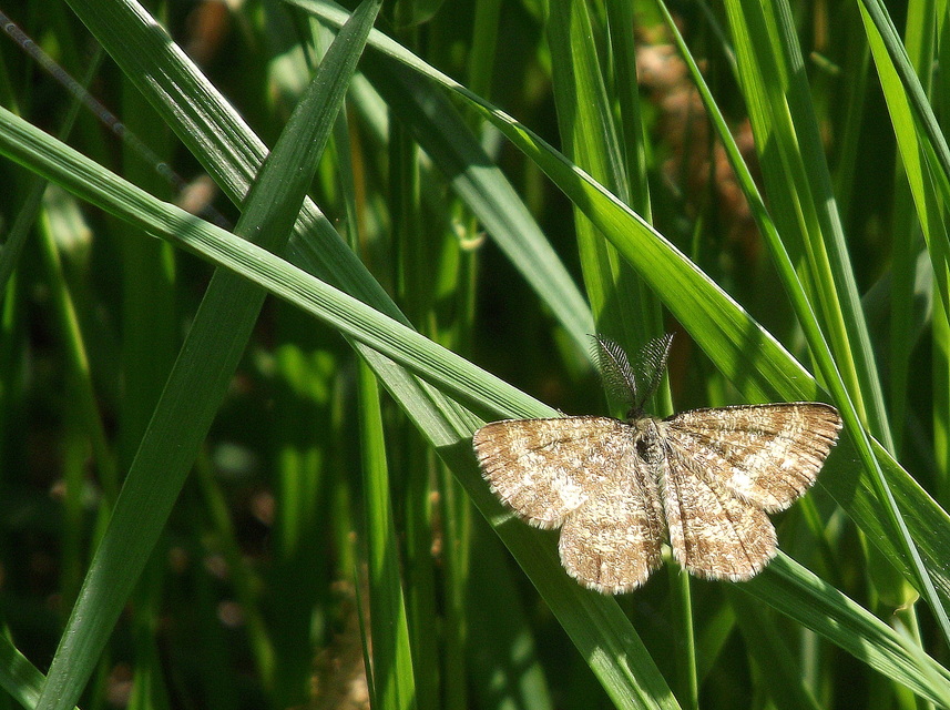 Ematurga atomaria - barna rétiaraszoló
