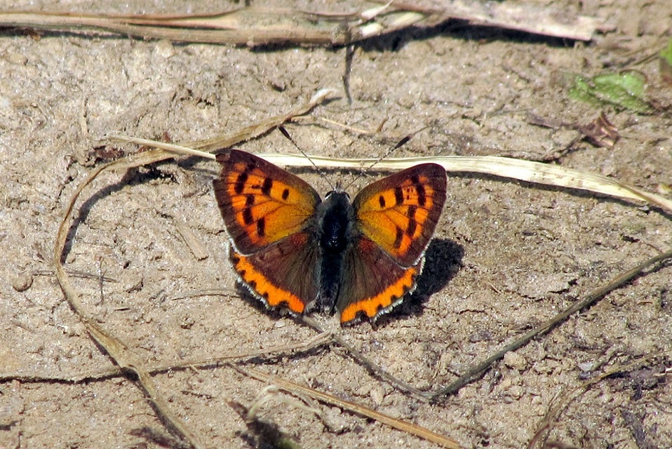 Lycaena phlaeas - közönséges tűzlepke