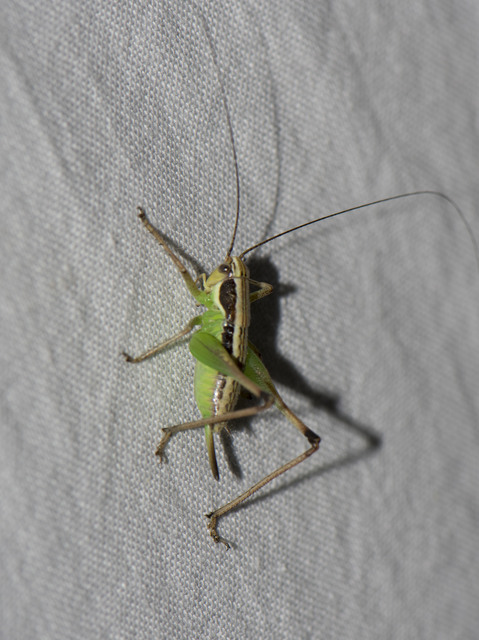 Pachytrachis gracilis - karcsú szöcske Pachytrachis gracilis - karcsú szöcske