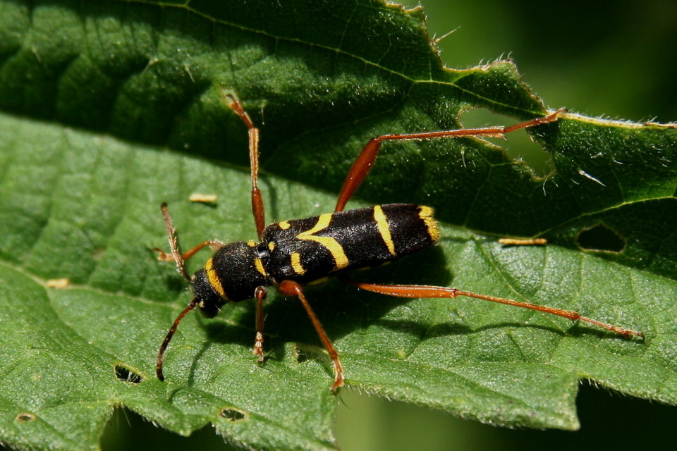Clytus arietis - közönséges darázscincér