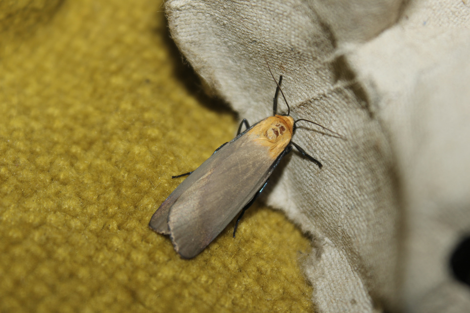 Lithosia quadra - négypettyes zuzmószövő