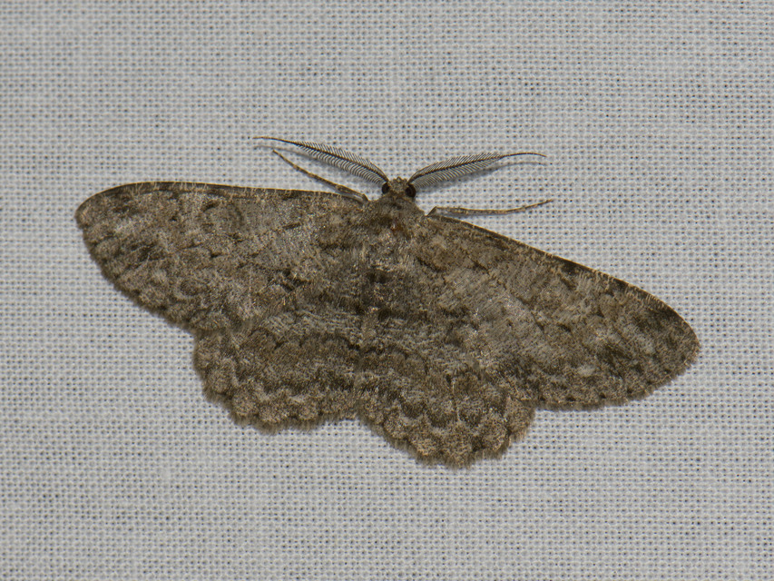 Hypomecis punctinalis - pettyes faaraszoló